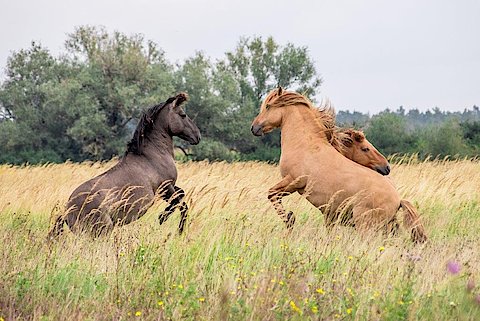 Zwei Pferde im hohen Grass. Die Pferde kämpfen miteinander und stehen auf den Hinterbeinen. Ein Pferd ist dunkelbraun, das andere hellbraun.