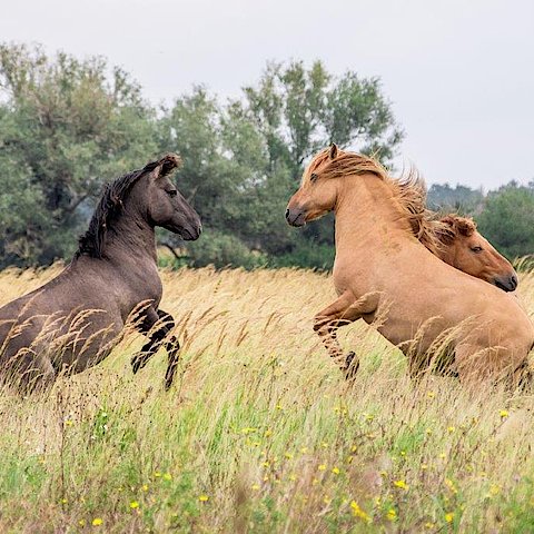Zwei Pferde im hohen Grass. Die Pferde kämpfen miteinander und stehen auf den Hinterbeinen. Ein Pferd ist dunkelbraun, das andere hellbraun.
