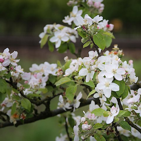 Zu sehen ist ein schmaler Ast mit vielen weiß, rosafarbenen Blüten. Apfelblüten