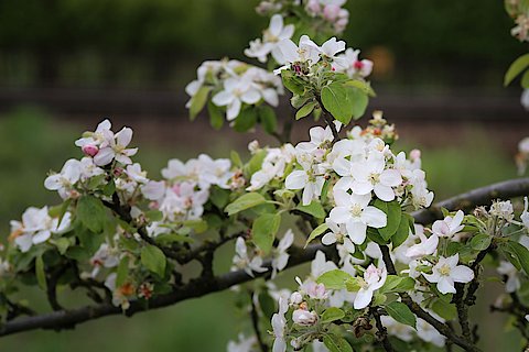 Zu sehen ist ein schmaler Ast mit vielen weiß, rosafarbenen Blüten. Apfelblüten